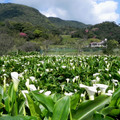 竹子湖