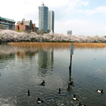 東京上野公園不忍池