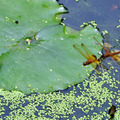 褐斑蜻蜓 雌雄蜻蜓點水