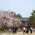 京都平安神宮