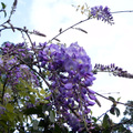 紫藤花(緣道觀音廟)