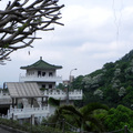 土城桐花公園2015