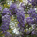 紫藤花(緣道觀音廟)