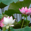 牡丹荷 (台北植物園)