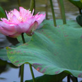 牡丹荷 (台北植物園)