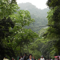 桐遊土城(2014桐花祭)