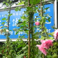 台北花卉試驗所2015