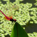 紫紅蜻蜓 (至德園)