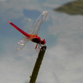 紅蜻蜓 (至德園)