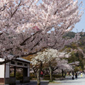 京都嵐山渡月橋