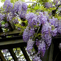 紫藤花(台北花卉村)