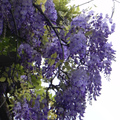 紫藤花(台北花卉村)