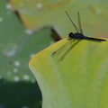 蜻蜓點水荷池畔