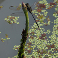 蜻蜓點水荷池畔
