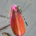 杜松蜻蜓(雌)