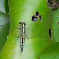 粗腰蜻蜓(雌)
