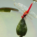 猩紅蜻蜓(雄)