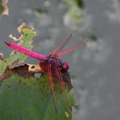 紫紅蜻蜓(雄)