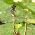 鼎脈蜻蜓(雌雄交配)