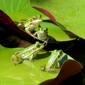 青蛙與蓮花(植物園)