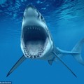 人類與鯊魚竟有共同祖先！而鯊魚的牙齒可以無限次再生