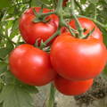 選番茄要選顏色粉紅、渾圓，表皮有白色的小點點的