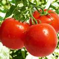 不宜吃未成熟的青色番茄，因含有毒的龍葵堿