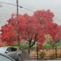 嵐山野宮神社外的楓樹