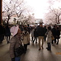 東京靖國神社的櫻花