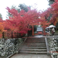 天龍寺內的楓紅美景