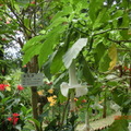 有毒植物美麗的曼陀羅