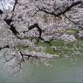 千鳥之淵綠道的櫻花