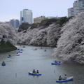 人們在櫻花下划船的美景