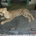 雅拉國家公園的斑點豹