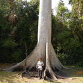 高大的木棉樹