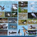 台江內海的侯鳥