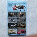 台江水上森林的蟹類生物