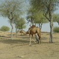 悅榕莊的牧豆樹與野放的駱駝