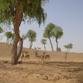 牧豆樹與阿拉伯羚羊