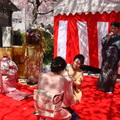 隅田川公園的櫻花下和服教學