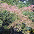 金閣寺的楓葉正在轉紅