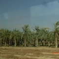 耶律哥的椰棗林
