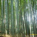 嵐山渡月橋的竹林