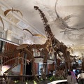 古生物舘的恐龍複製品