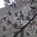 東京都廳外的櫻花