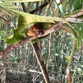 菲律賓薄荷島的眼鏡猴