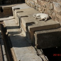 貓躺在世界最古老公廁