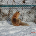 雪地上的狐狸