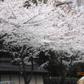 靖國神社外道路櫻花盛開