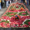 安地瓜路上的花毯